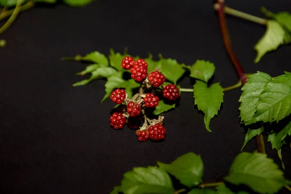 Sprig Fresh Wild Red Berry Black Background Harvest Season — Foto de Stock