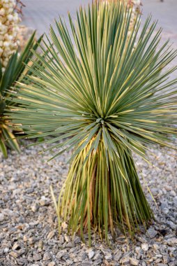 Royal Yucca 'nın beyaz çiçekleri. Polonya 'daki tropik bitki parkı, Zielona Gora.