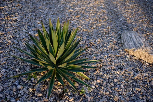 Primer Plano Las Flores Royal Yucca Parque Plantas Tropicales Polonia — Foto de Stock