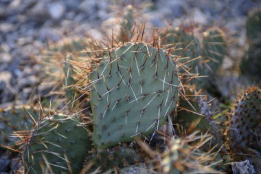 Açık bir alanda çiçek açan kaktüsler. Kaktüs meyveleri yakın plan. Polonya 'daki tropik bahçe, Zielona Gora