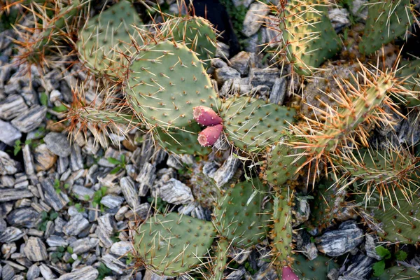 Cactus Fleurs Dans Champ Ouvert Gros Plan Sur Les Cactus — Photo