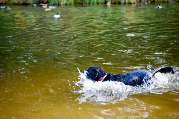 Черная Охотничья Собака Преследует Уток Пруду Бегущее Животное Брызгами Воды — стоковое фото