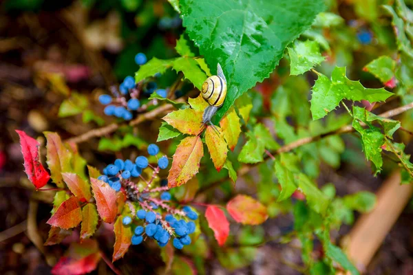 Eine Gartenschnecke Krabbelt Auf Einem Rosenblatt Schöne Szene Herbstlichen Garten — Stockfoto