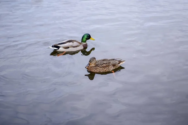 一群野鸭在湖中游泳 野性景观 — 图库照片