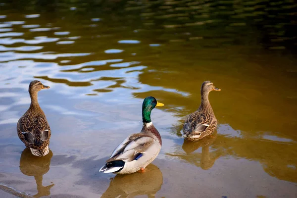 一群野鸭在湖中游泳 野性景观 — 图库照片