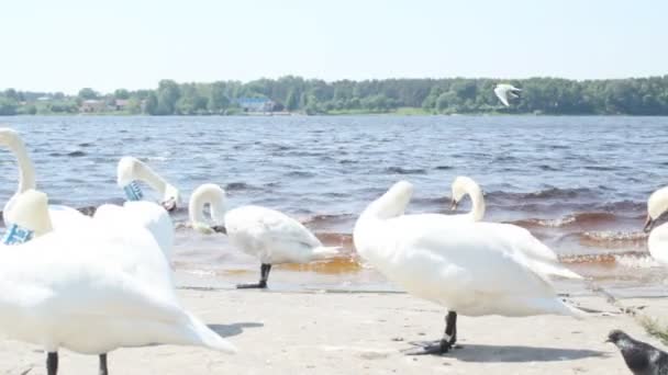 Witte zwanen op de riverside — Stockvideo