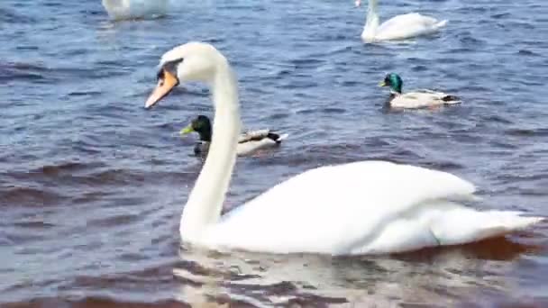 江上的白天鹅 — 图库视频影像