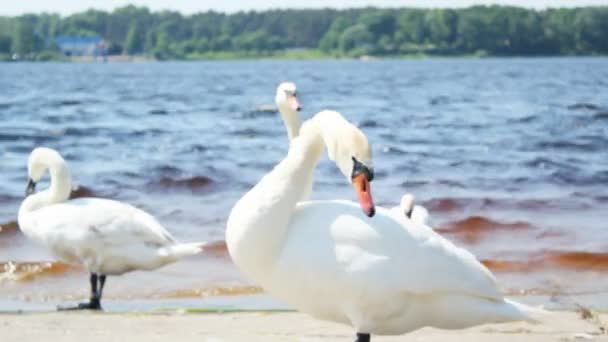 Cigni bianchi sulla riva del fiume — Video Stock