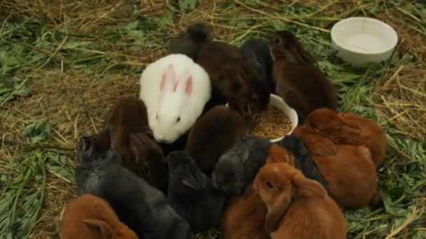 Vele verschillende en schattig konijnen — Stockvideo
