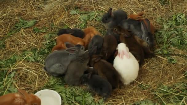 Много разных и милых кроликов — стоковое видео