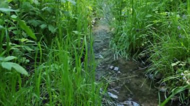 küçük ve hızlı creek ahşap