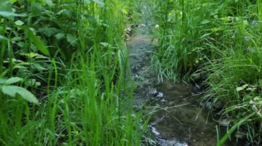 küçük ve hızlı creek ahşap