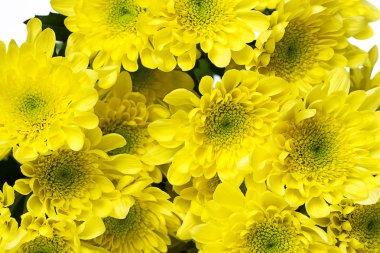 güzel kasımpatı çiçekleri