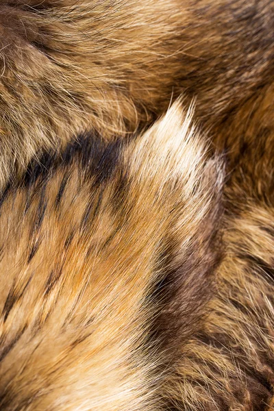 Fox fur — Stock Photo, Image