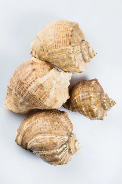 Beautiful seashells — Stock Photo, Image