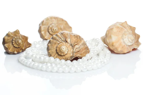 Coquille et collier de perles — Photo