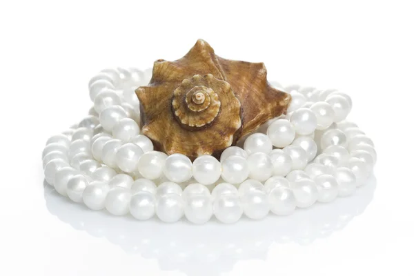 Coquille et collier de perles — Photo