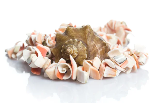 Seashell en ketting — Stockfoto