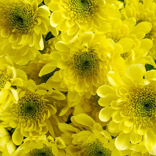 Krásný chrysanthemum květiny — Stock fotografie