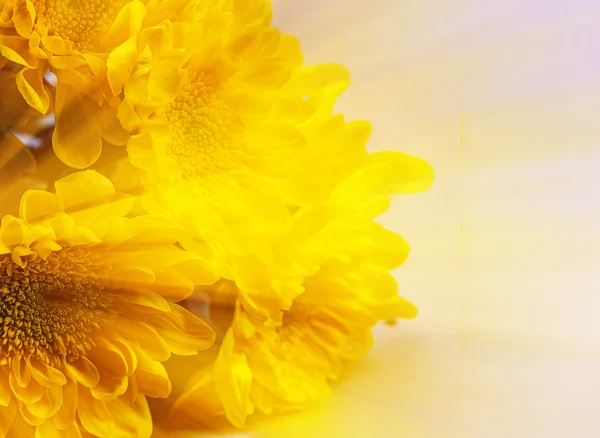 Lindas flores de crisântemo — Fotografia de Stock