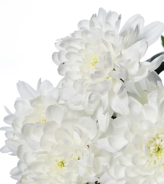 Beautiful chrysanthemum flowers — Stock Photo, Image