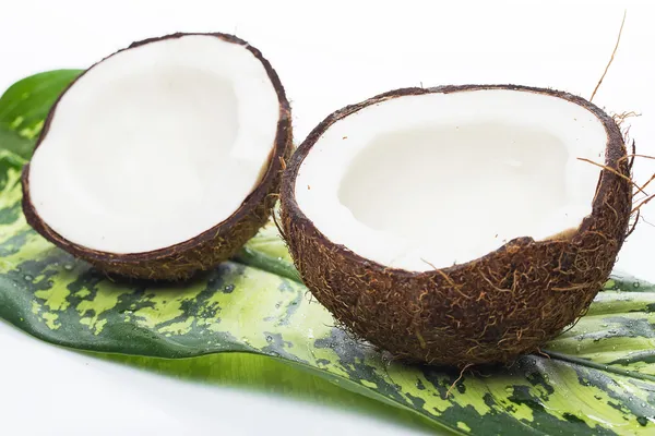 흰색 바탕에 코코넛 — 스톡 사진
