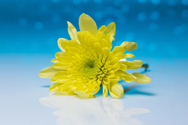 Flowers over blue bokeh background — Stock Photo, Image