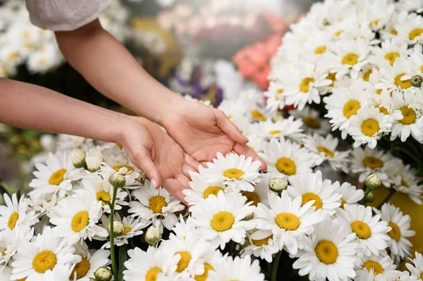 Närbild Vackra Prästkragar Och Kvinnliga Händer Med Blommor Blomsterhandlare — Stockfoto