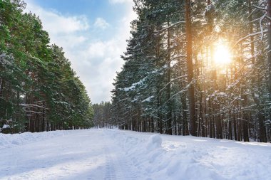Manzaralı kış ormanı. Güneşli bir günde karla kaplı ağaçlar.