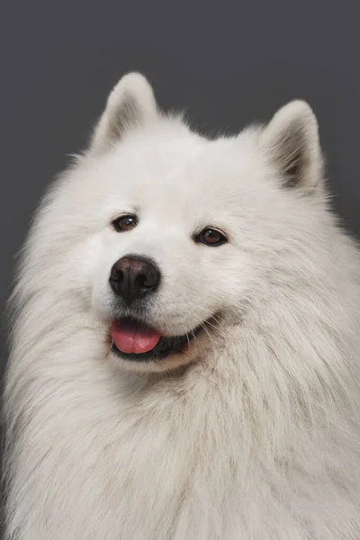 Retrato Cerca Del Hermoso Perro Samoyedo Con Piel Blanca —  Fotos de Stock