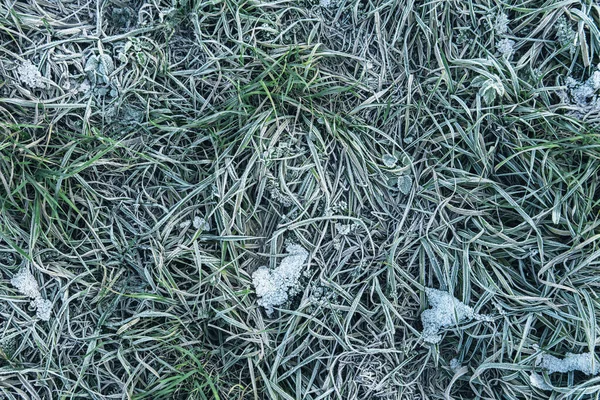 Donmuş Çimenlerin Arkaplanı Kışın Ilk Dondan Sonra — Stok fotoğraf