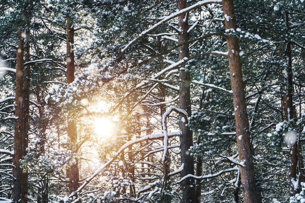 Живописный зимний лес. Деревья, покрытые снегом в солнечный день.