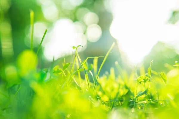 Όμορφο Πράσινο Γρασίδι Ένα Άτομο Έξω Εστίαση Στο Παρασκήνιο — Φωτογραφία Αρχείου