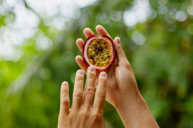 Taze ve olgun tutku meyvesi tutan kadın ellerinin yakınlaşması. 