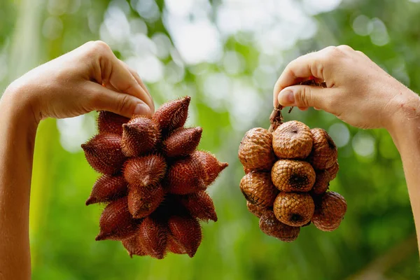 Comparação Frutos Silvestres Cultivados Salak Snake — Fotografia de Stock