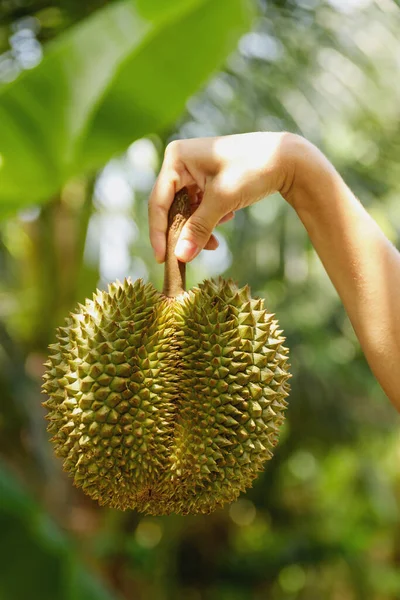 Zbliżenie Żeńskiej Dłoni Dodatkiem Durian Fruit — Zdjęcie stockowe