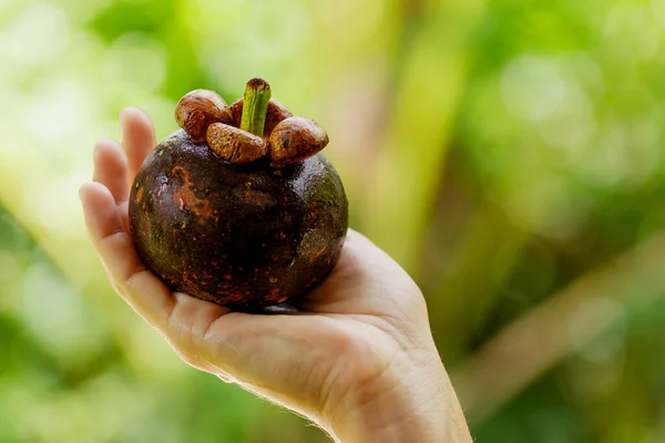 Detailní Záběr Ženské Ruky Čerstvým Zralým Mangostanem — Stock fotografie