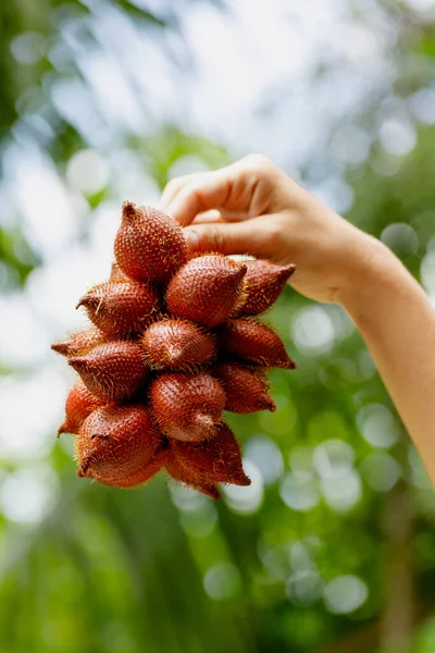 Fecho Mão Feminina Com Salak Fruto Cobra — Fotografia de Stock