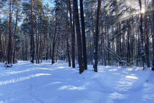 Соснові Дерева Взимку Морозний Зимовий Пейзаж Сніговий Ліс Видимими Лише — стокове фото