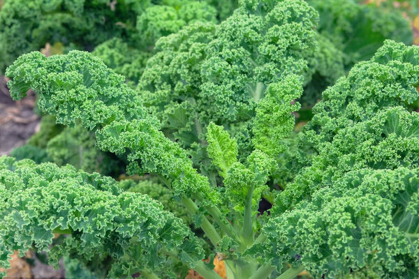 Salad is growing in rustic garden. Organic green kale leaf in farming and harvesting. Growing green vegetables at home. Closeup.