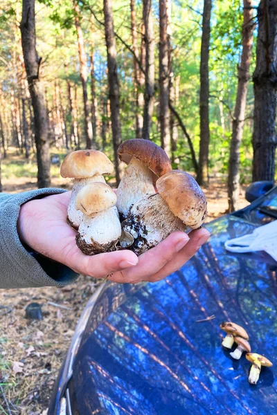 Лесные Грибы Руке Сбор Boletus Edulis Осеннем Лесу Осенний Отдых — стоковое фото