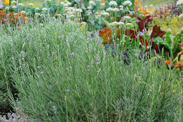 Violet Lavandula Tuin Paarse Lavendel Bloemen Groene Natuur Wazig Achtergrond — Stockfoto