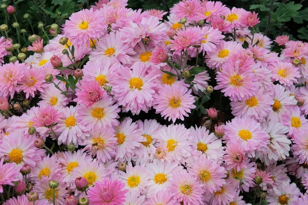 Chryzantémy Tapety Růžové Jasně Kvetoucí Pozadí Otevřené Chryzantémy Poupata Zahradě — Stock fotografie