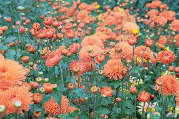 Los Crisantemos Crecen Lecho Flores Vivero Para Venta Posterior Fondo — Foto de Stock