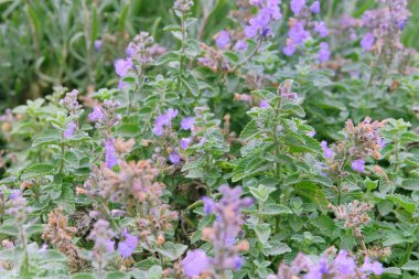 Melissa kırsal bir çiftlik bahçesinde büyüdü. Melissa çiftçilikte ve hasatta çiçek toplar. Açık arazi, tarlalara doğru düz yatak.