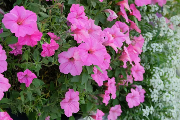Fiore Petunia Macro Primo Piano Fiori Petunia Rosa Viola Come — Foto Stock
