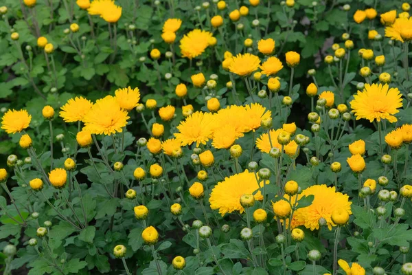 Bakgrund Till Krysantemum Gul Ljus Pittoresk Bakgrund Blommande Krysantemum Knoppar — Stockfoto