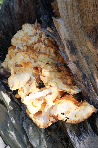 Champignon Stereum Poilu Sur Tronc Arbre Mort Stereum Hirsutum Accroît — Photo