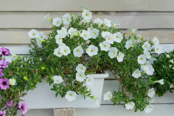 Fiore Petunia Petunia Bianca Fiori Macro Primo Piano Come Sfondo — Foto Stock