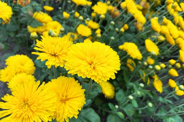 Tapeta Chryzantemy Żółte Jasne Tło Kwiatowe Kwitnące Chryzantemy Pąki Ogrodzie — Zdjęcie stockowe